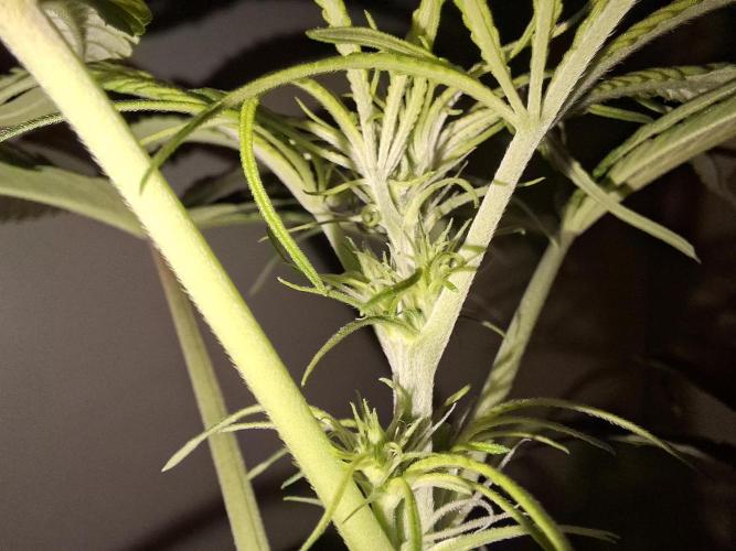 Nigerian Sativa #2 - Love of Landrace. Week 10