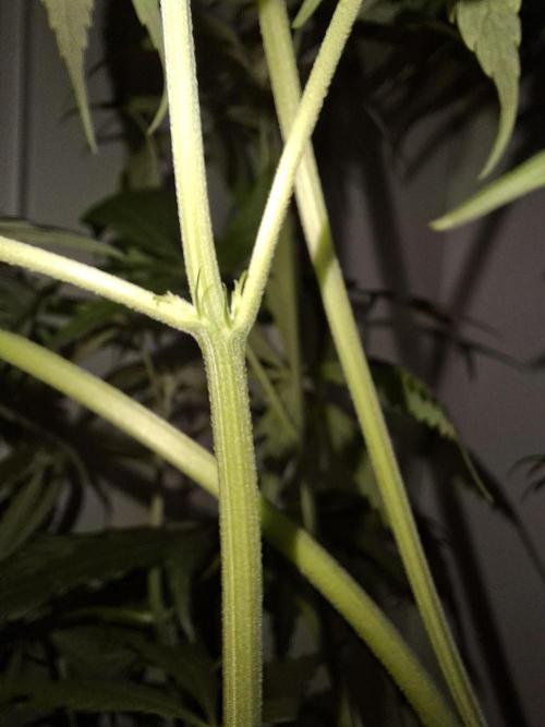 Nigerian Sativa #2 - Love of Landrace. Week 10