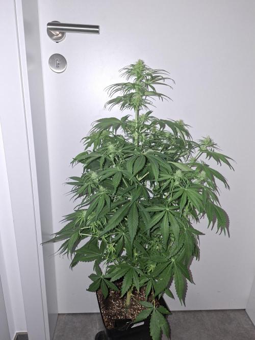 80s Durban Poison - Love of Landrace. Week 10