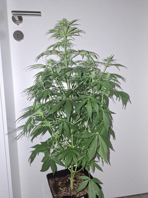 80s Durban Poison - Love of Landrace. Week 10