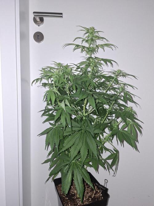 80s Durban Poison - Love of Landrace. Week 10