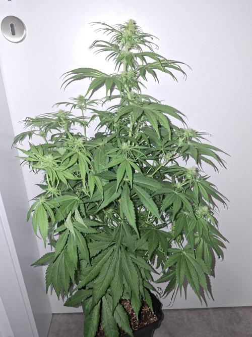 80s Durban Poison - Love of Landrace. Week 10