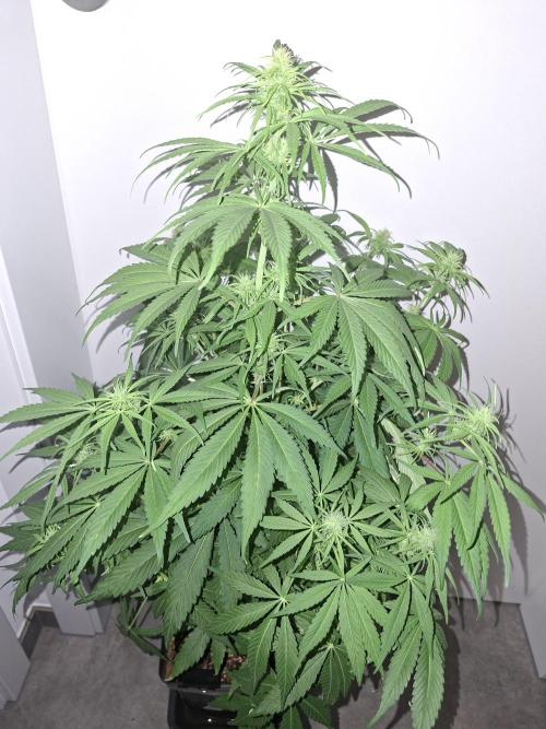 80s Durban Poison - Love of Landrace. Week 10