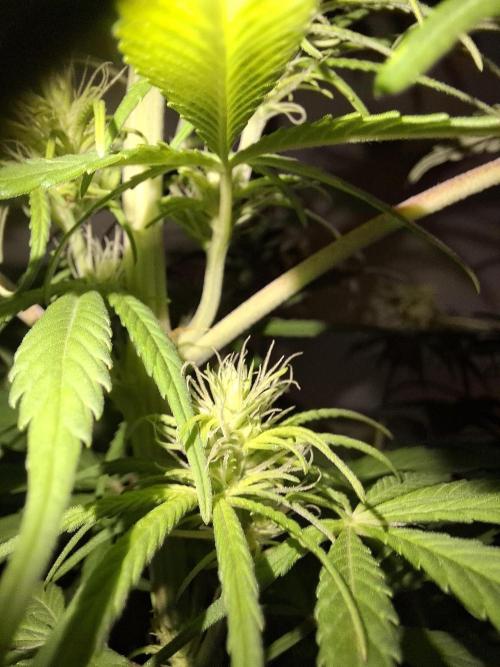 80s Durban Poison - Love of Landrace. Week 10