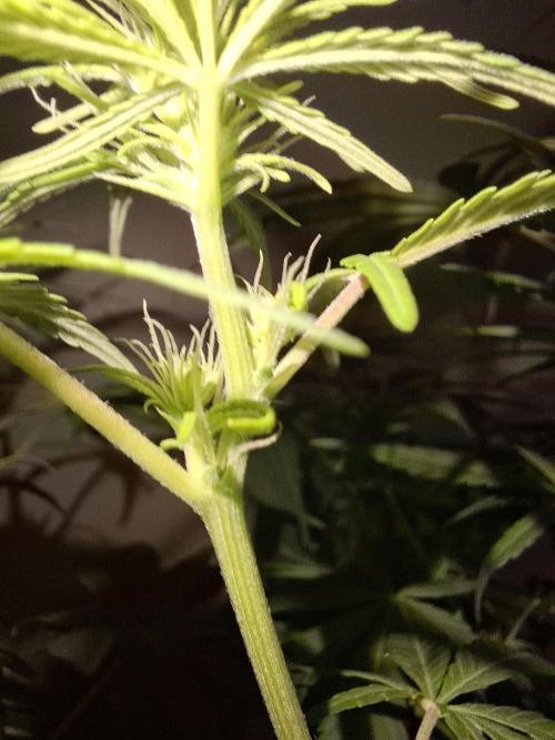 80s Durban Poison - Love of Landrace. Week 10