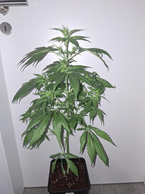 Ivory Coast Landrace - Love of Landrace. Week 8