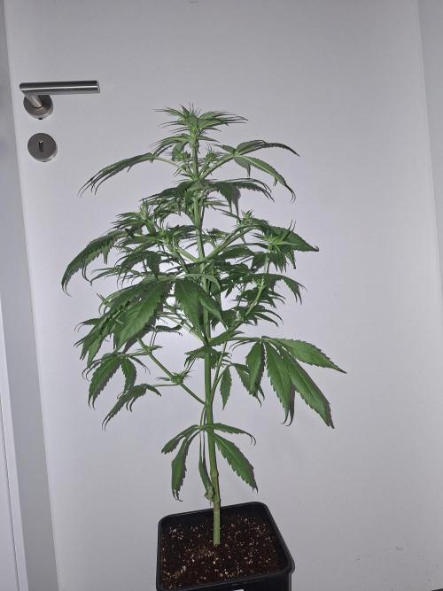 Ivory Coast Landrace - Love of Landrace. Week 8