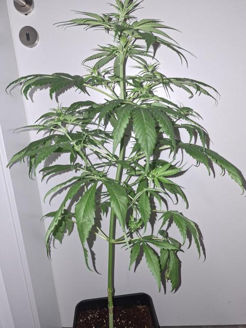 Ivory Coast Landrace - Love of Landrace. Week 8