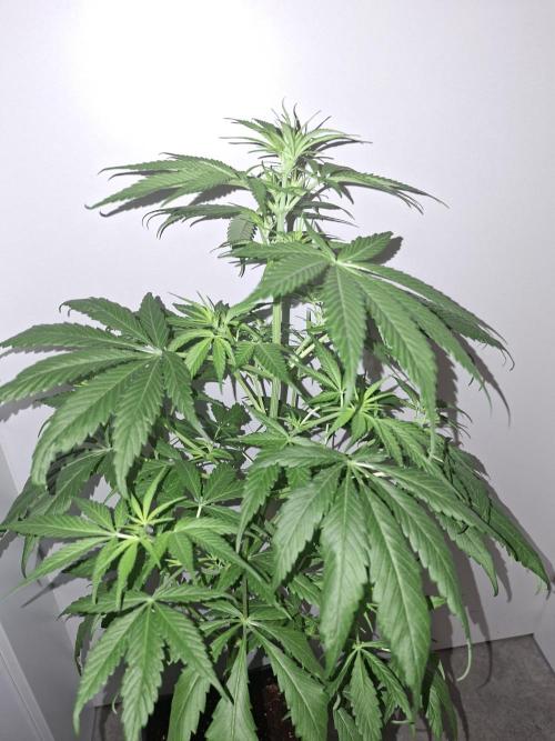 Ivory Coast Landrace - Love of Landrace. Week 8