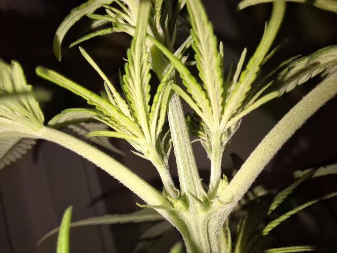 Ivory Coast Landrace - Love of Landrace. Week 8