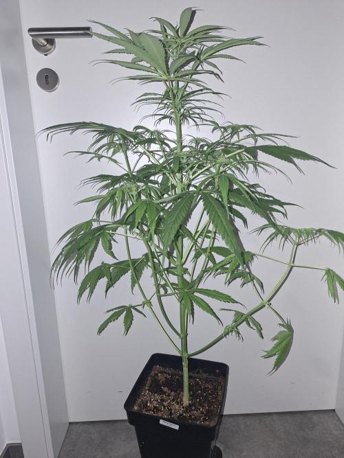 Nigerian Sativa #2 - Love of Landrace. Week 11