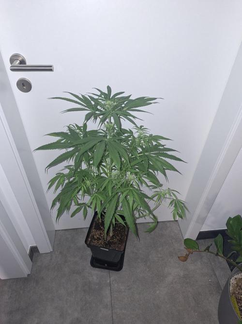 Nigerian Sativa #2 - Love of Landrace. Week 11
