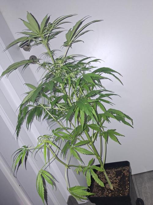 Nigerian Sativa #2 - Love of Landrace. Week 11