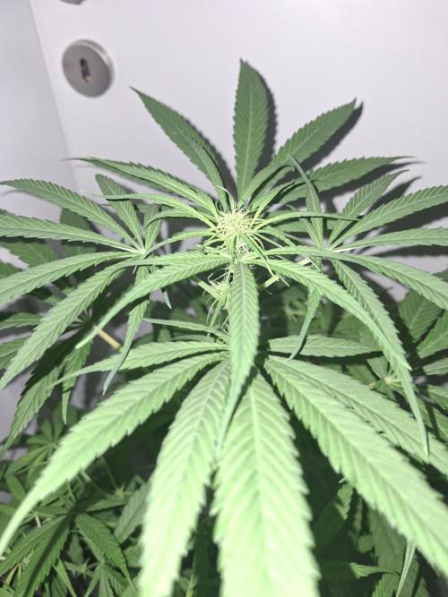 Nigerian Sativa #2 - Love of Landrace. Week 11