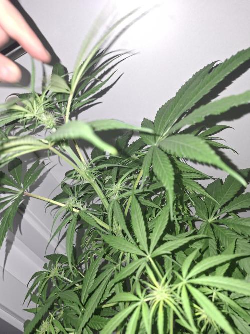 Nigerian Sativa #2 - Love of Landrace. Week 11