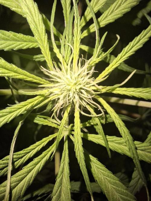 Nigerian Sativa #2 - Love of Landrace. Week 11