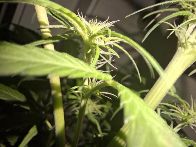 Nigerian Sativa #2 - Love of Landrace. Week 11