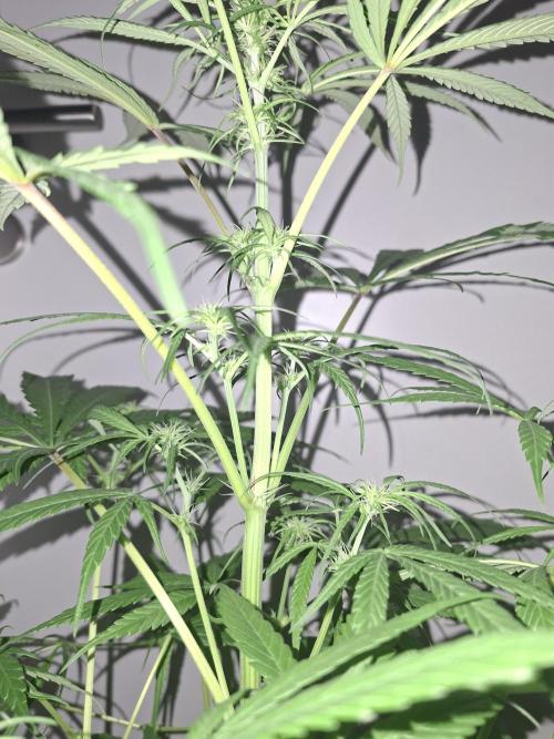 Nigerian Sativa #2 - Love of Landrace. Week 11