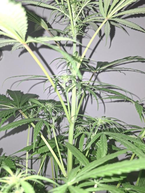 Nigerian Sativa #2 - Love of Landrace. Week 11