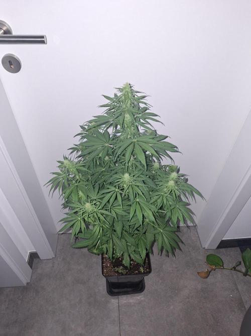 80s Durban Poison - Love of Landrace. Week 11