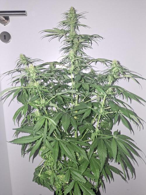 80s Durban Poison - Love of Landrace. Week 11