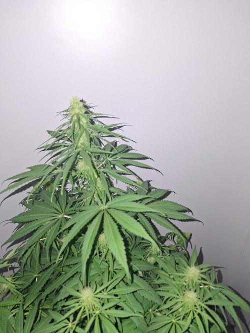 80s Durban Poison - Love of Landrace. Week 11