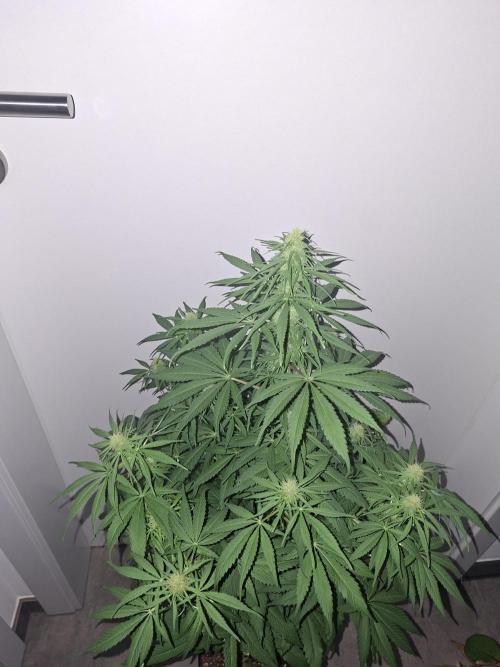 80s Durban Poison - Love of Landrace. Week 11