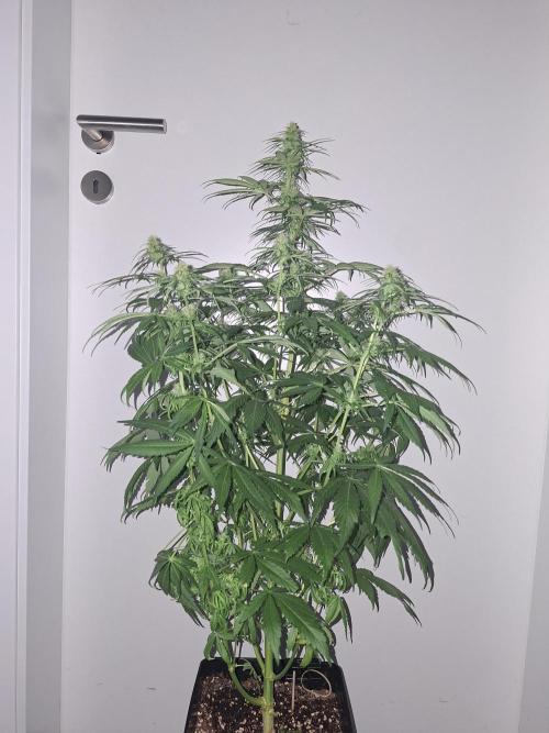 80s Durban Poison - Love of Landrace. Week 11