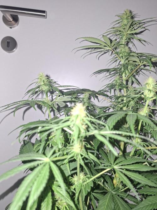 80s Durban Poison - Love of Landrace. Week 11