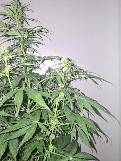 80s Durban Poison - Love of Landrace. Week 11