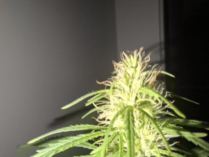 80s Durban Poison - Love of Landrace. Week 11