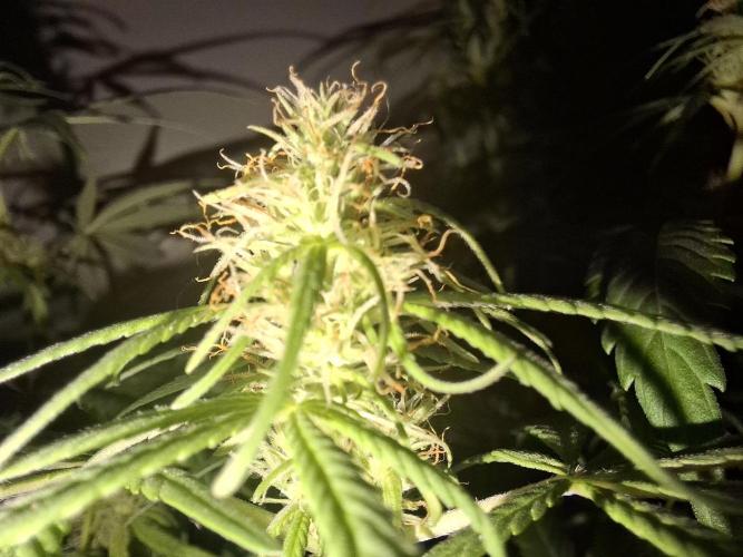80s Durban Poison - Love of Landrace. Week 11