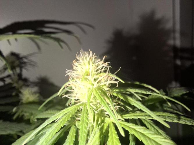 80s Durban Poison - Love of Landrace. Week 11