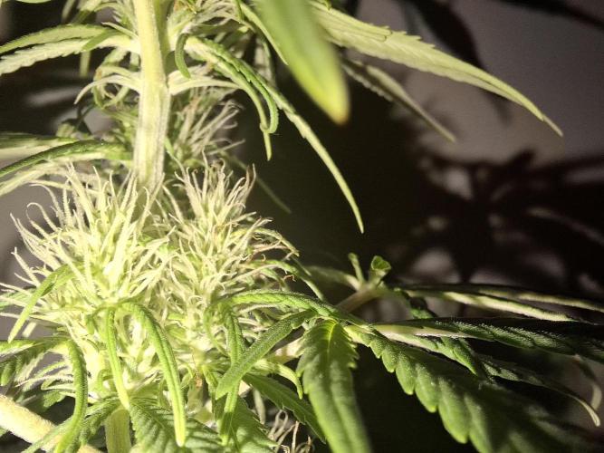 80s Durban Poison - Love of Landrace. Week 11