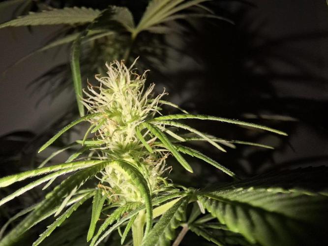 80s Durban Poison - Love of Landrace. Week 11