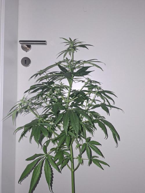 Ivory Coast Landrace - Love of Landrace. Week 9
