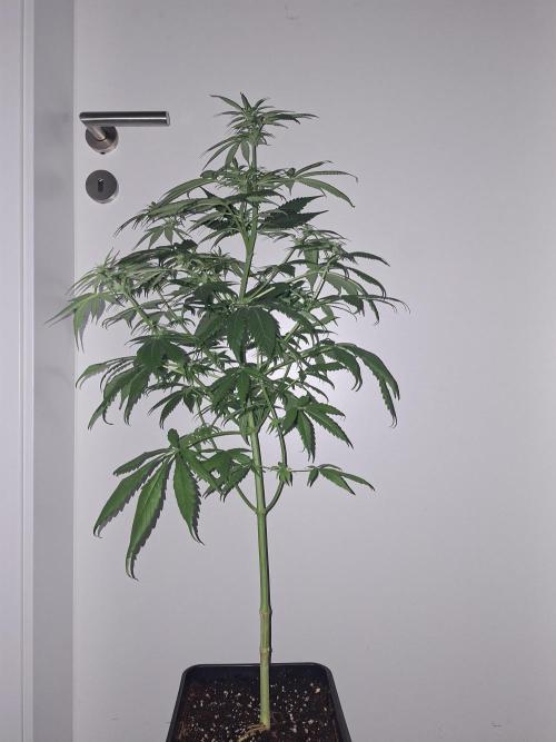 Ivory Coast Landrace - Love of Landrace. Week 9