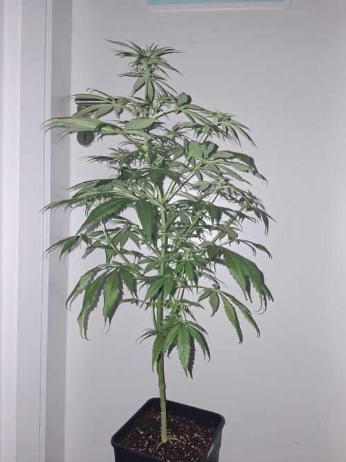 Ivory Coast Landrace - Love of Landrace. Week 9