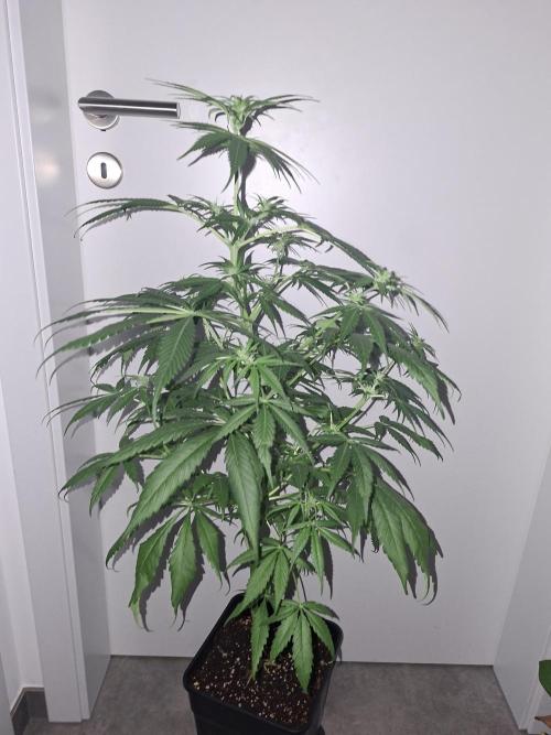 Ivory Coast Landrace - Love of Landrace. Week 9