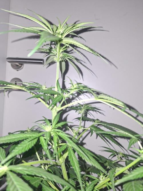 Ivory Coast Landrace - Love of Landrace. Week 9