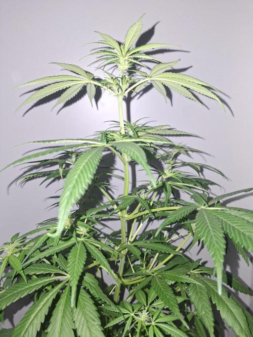 Ivory Coast Landrace - Love of Landrace. Week 9