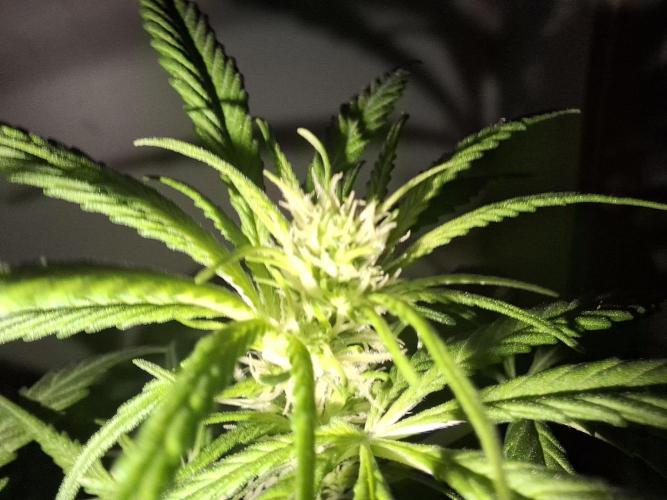 Ivory Coast Landrace - Love of Landrace. Week 9