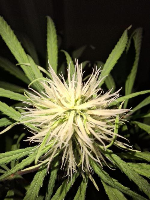 Nigerian Sativa #2 - Love of Landrace. Week 12