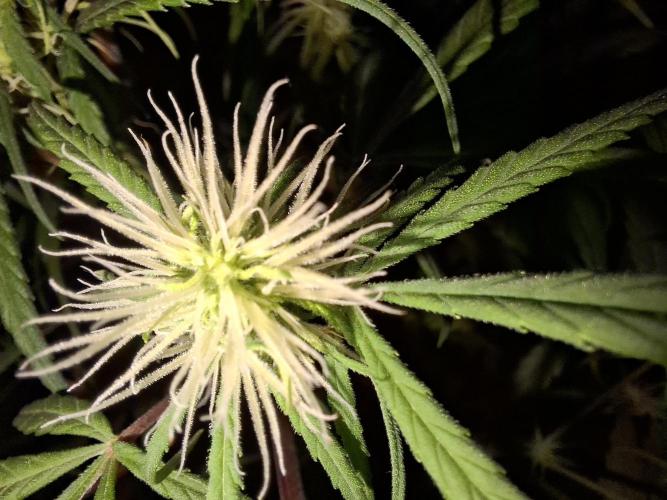 Nigerian Sativa #2 - Love of Landrace. Week 12