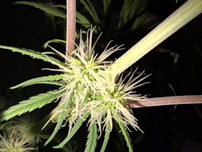 Nigerian Sativa #2 - Love of Landrace. Week 12