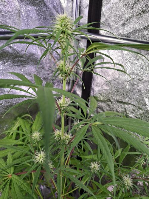 Nigerian Sativa #2 - Love of Landrace. Week 12