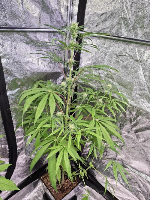 Nigerian Sativa #2 - Love of Landrace. Week 12