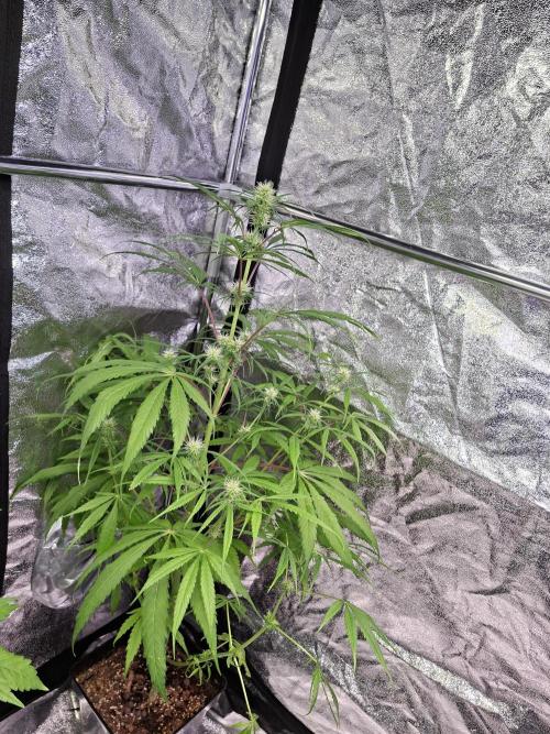 Nigerian Sativa #2 - Love of Landrace. Week 12