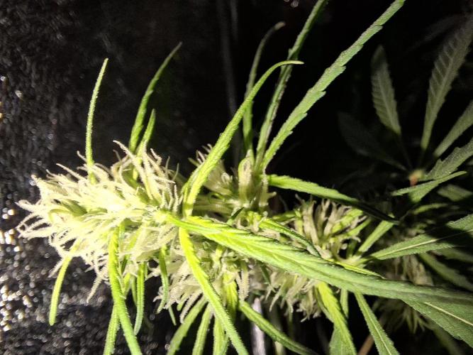Ivory Coast Landrace - Love of Landrace. Week 10