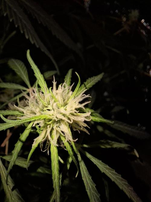 Ivory Coast Landrace - Love of Landrace. Week 10